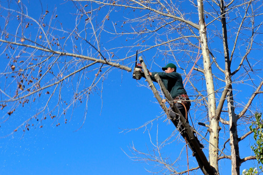 professional tree trimming